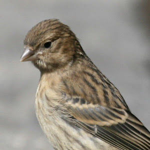 shycanarybeepbeepbop avatar