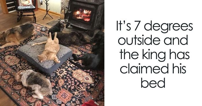 119 Asshole Cats Who Stole Dog Beds And Didn’t Give A Damn About The Pawlice