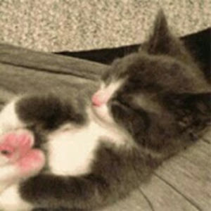 danielreynolds avatar