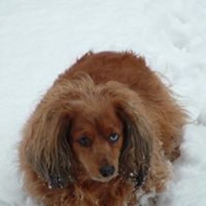 tony_carosino avatar