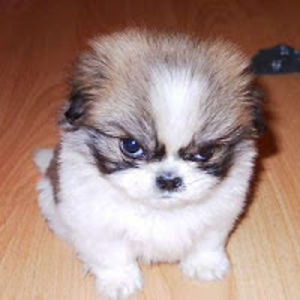 martincronjeawesomemartiman avatar