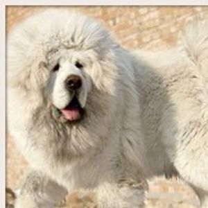 saffron_winters avatar