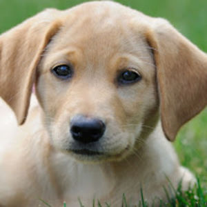 ellieragsdale avatar