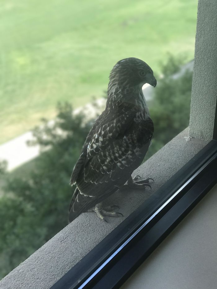 So I Heard We Are Doing Office Hawks