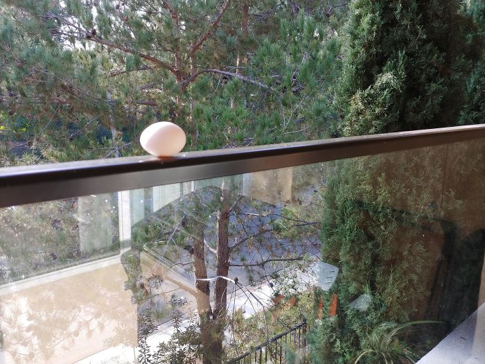 Got Jealous Of Everyone's Feathered Friend. I'll Hopefully Have One Soon