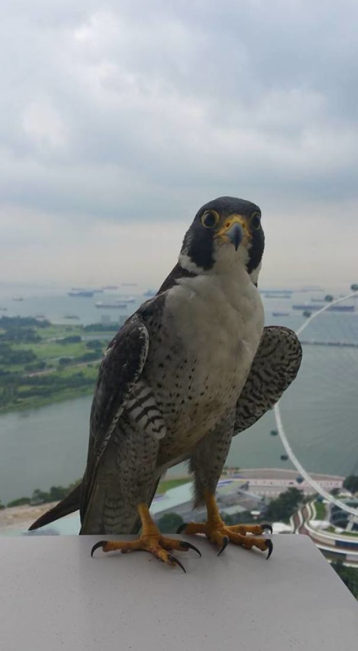 I Too Have A 24th Floor Friend