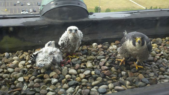 9th Floor Feathered Friends