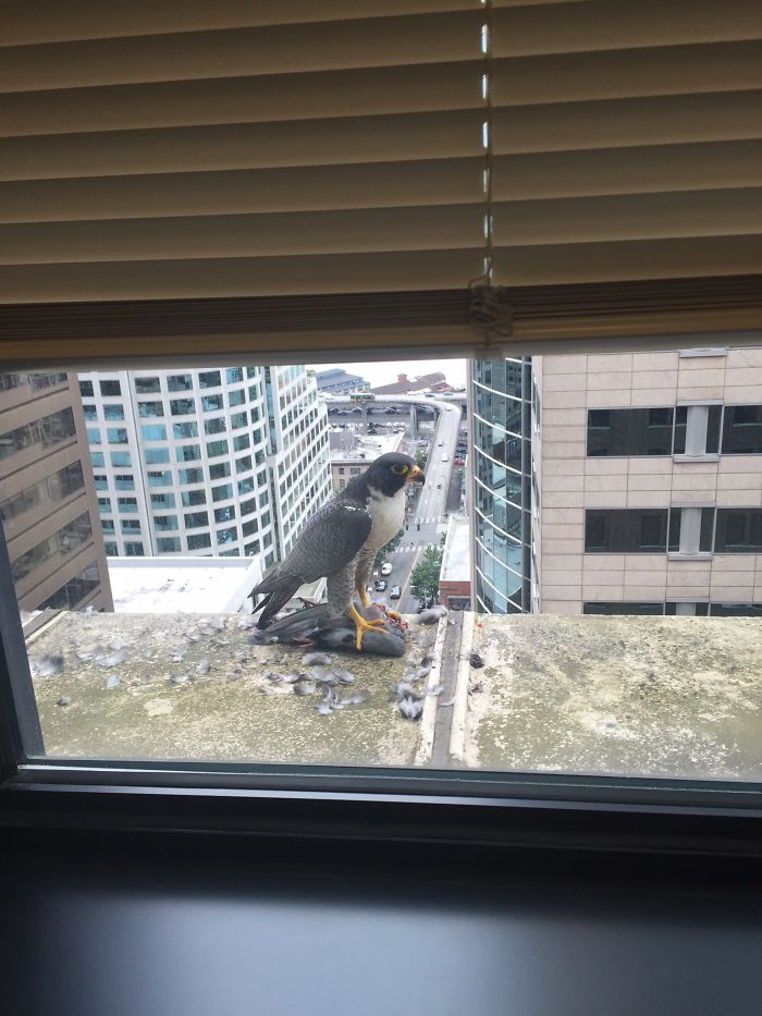 I See Your 10th Floor Friend, And Raise You To The 12th Floor!