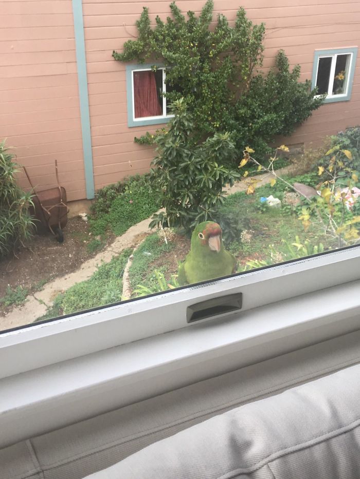 How About A Baby Parrot At The Window!