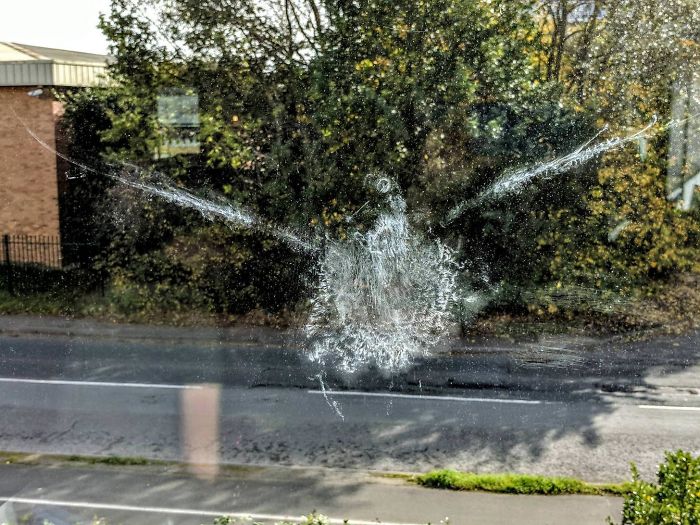 I Too Have A Feathered Friend, Who Often Came By My Office Window. Today Was The Last Time 