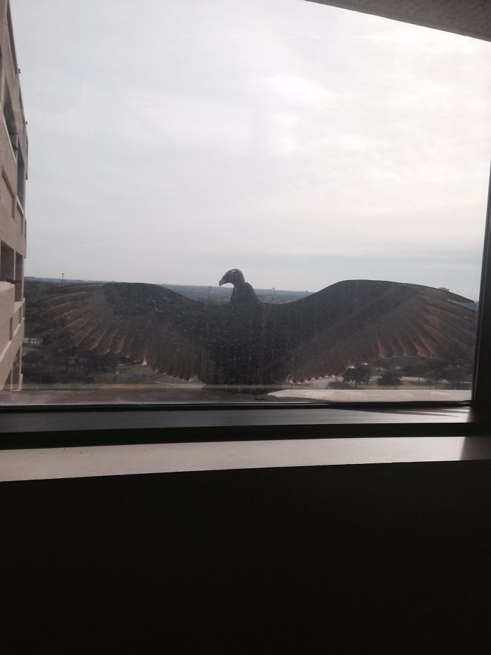 “Come At Me Bro”