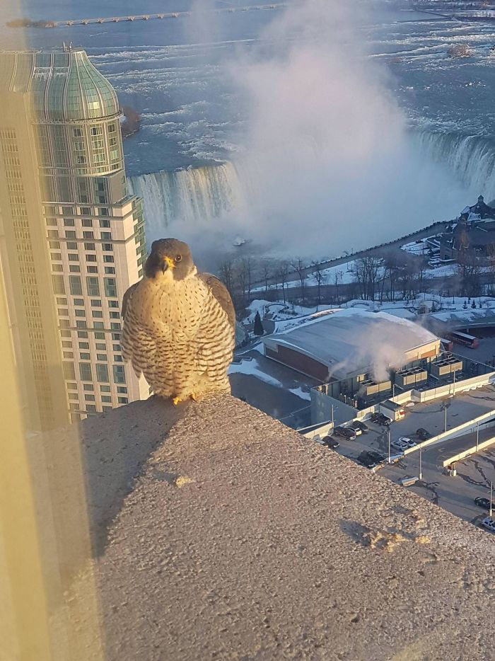A Feathered Friend Outside Our Hotel Room
