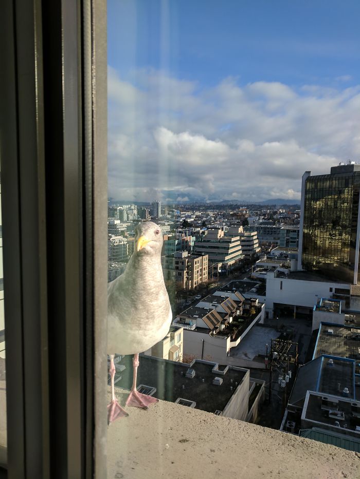 I Also Have A Feathered Friend Who Hangs Out By My Window