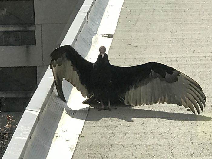 Our Feathered Friends Wait For Us To Jump