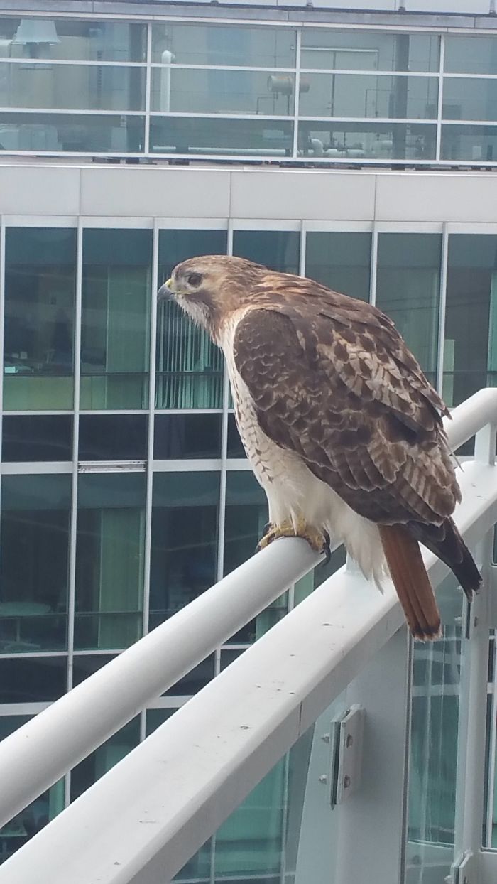 This Is My Feathery Friend! He Said He Wanted To Look Off In The Distance, So He Seemed Stoic Online