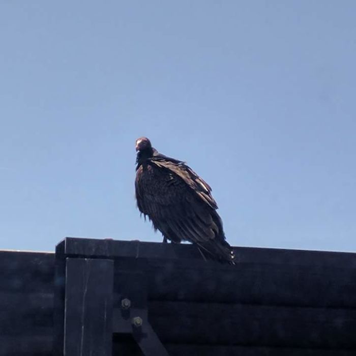 I See Your 10th Floor Birds And Raise You To 19th Floor Birds