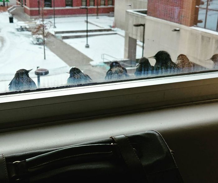 I Have Many Feathered Friends At Work!