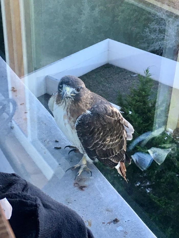 I Hear We Are Into Bird Friends Now