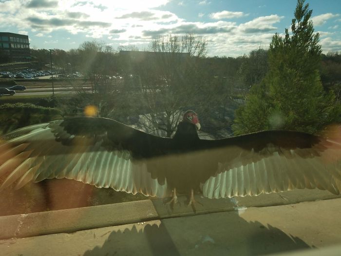 My 4th Floor Friend Just Stares At Me And Licks His Beak