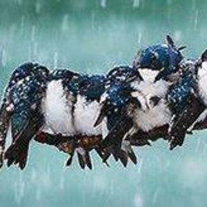 sheila_mcbryde avatar