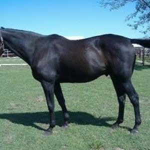 crosscreeksporthorses avatar