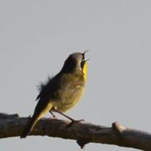 terriejeschke avatar