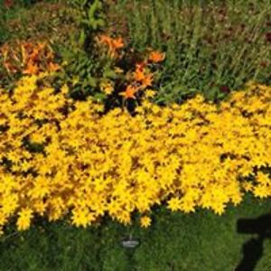 hayleymoore12 avatar