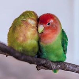 lawlessattraction avatar