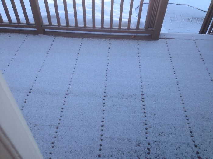 The Nails On My Back Porch Melted The Snow In Little Orderly Lines