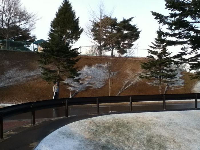 So The Sun Came Out After A Little Snow And Created A Snow Shadow Of These Trees.. Never Seen Anything Like It