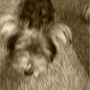 pattipowhatan avatar