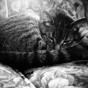 michelledobbratz avatar