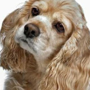 victoriasmith avatar