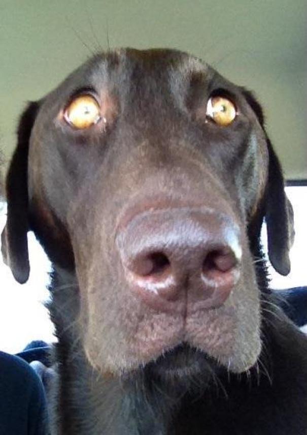 She Makes This Face When We Pull Up To The Vet, And Not The Park