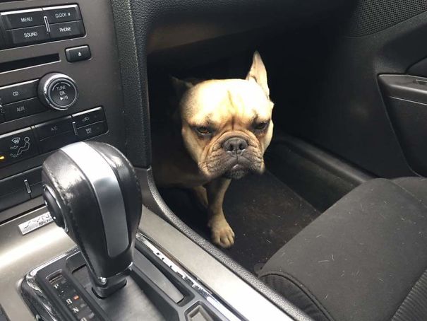 I Know We're Not Going To The Dog Park, Mom...