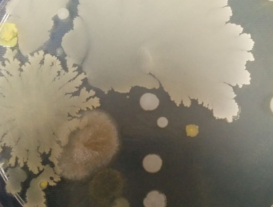 I Find Cosmos Under My Microscope And With Microbial Plate - Microsmos