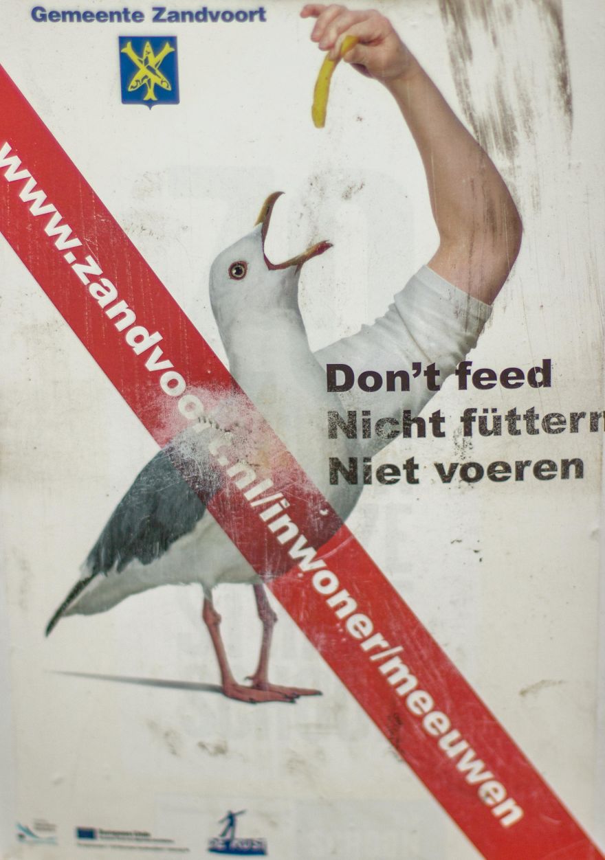 Birds With Arms-The Internet Puts Arms In Birds And The Result Is Impossible Not To Laugh Birds With Arms-The Internet Puts Arms In Birds And The Result Is Impossible Not To Laugh