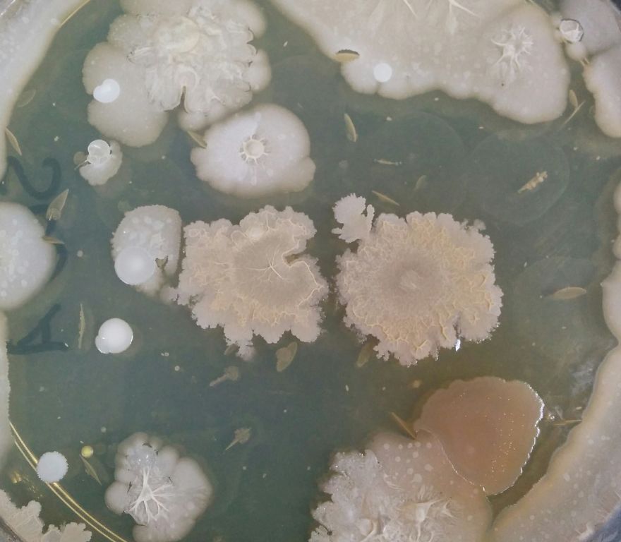 I Find Cosmos Under My Microscope And With Microbial Plate - Microsmos I Find Cosmos Under My Microscope And With Microbial Plate - Microsmos