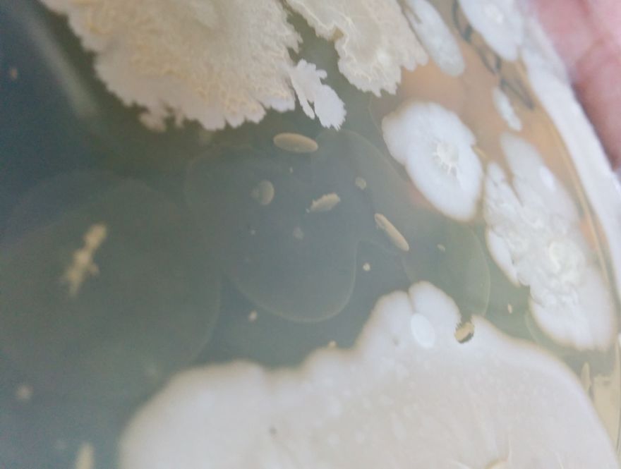 I Find Cosmos Under My Microscope And With Microbial Plate - Microsmos I Find Cosmos Under My Microscope And With Microbial Plate - Microsmos