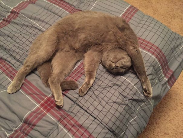 Took This Cat To The Vet. He's High As A Kite On Opioids