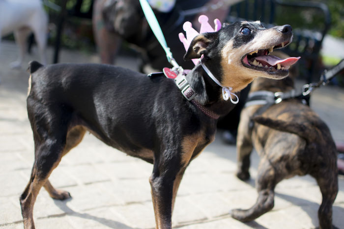 My Mom’s Dog Turned 15 So We Celebrated With A Puppy Ice Cream Party!