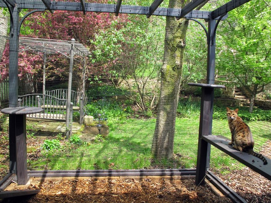 We Built A Beautiful Garden Catio For Our Formerly-Blind Bengal