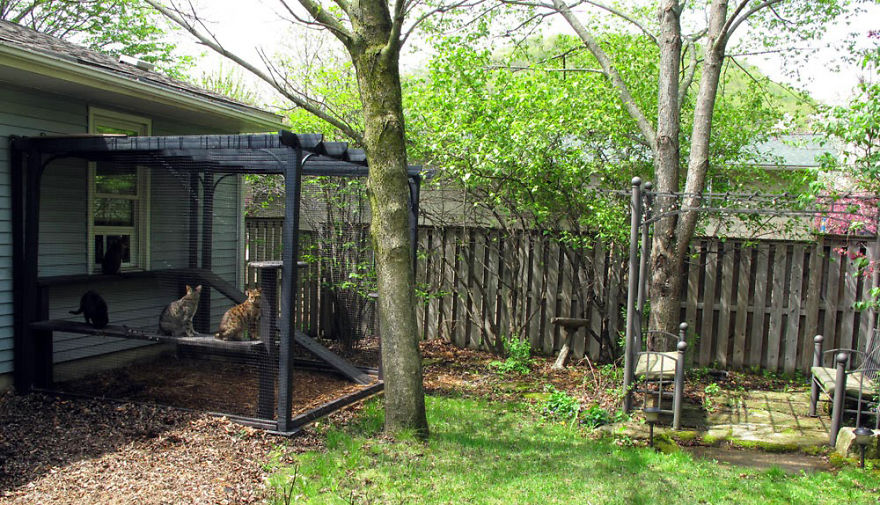 We Built A Beautiful Garden Catio For Our Formerly-Blind Bengal