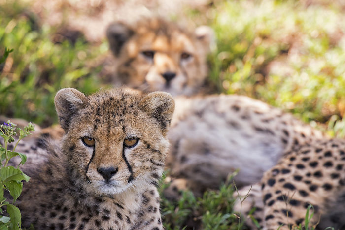 We Spent A Day Photographing Baby Cheetahs