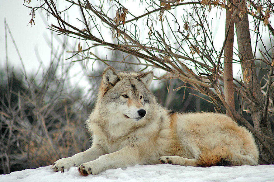 I Shoot Dog-Like Animals And Here Are A Baker's Dozen Why!