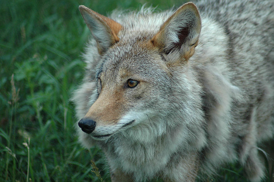 I Shoot Dog-Like Animals And Here Are A Baker's Dozen Why!