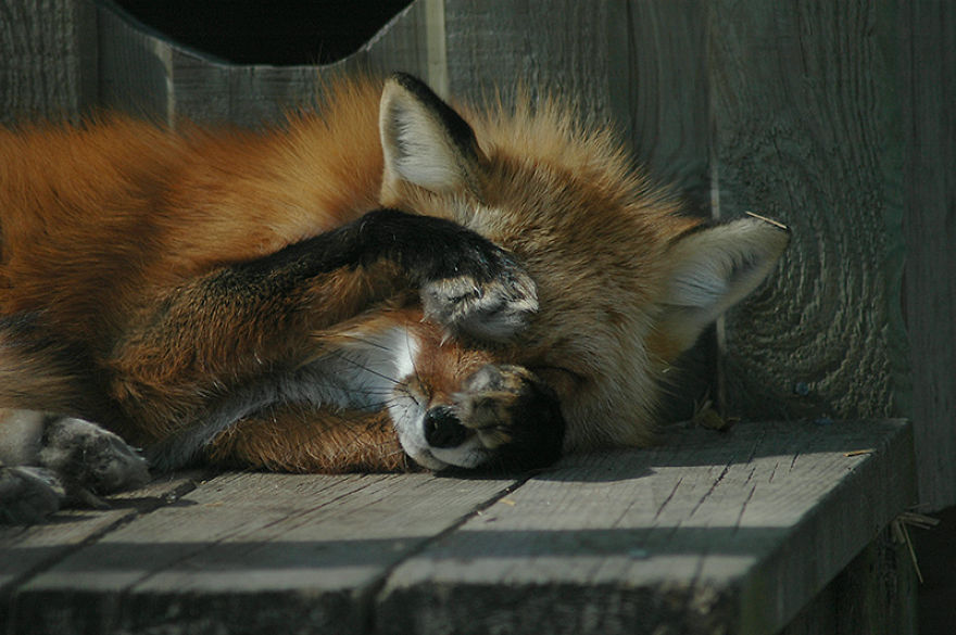 I Shoot Dog-Like Animals And Here Are A Baker's Dozen Why!