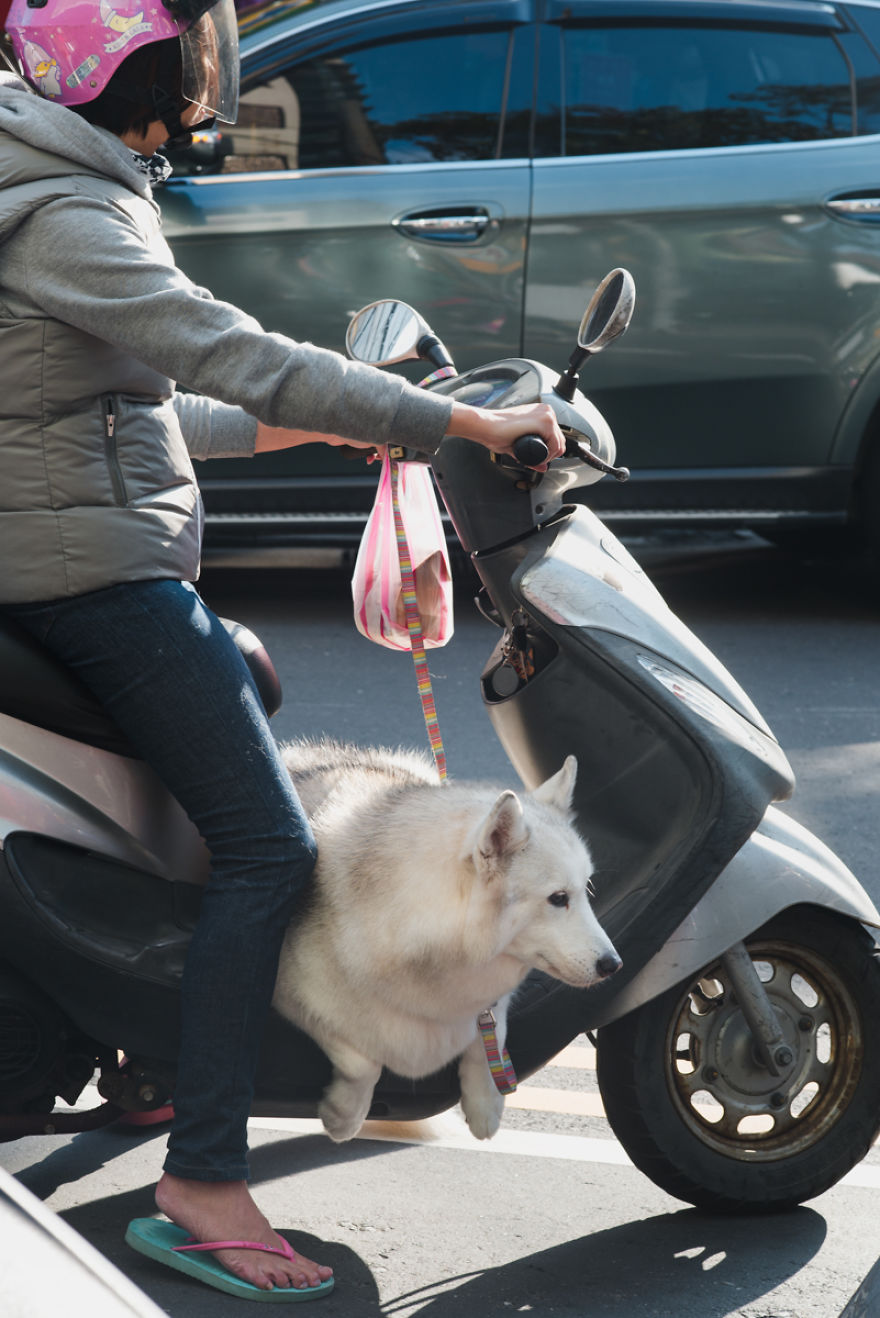 Dogs On Scooters