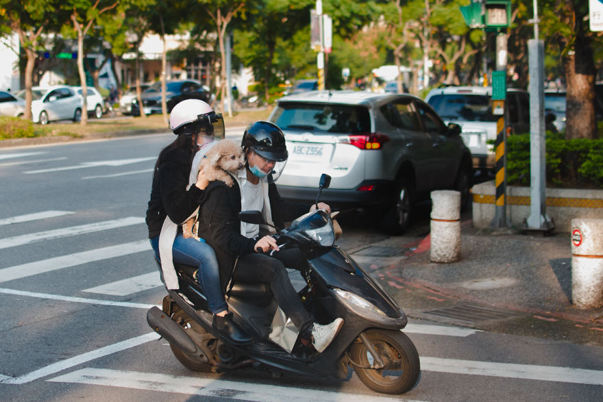 Dogs On Scooters
