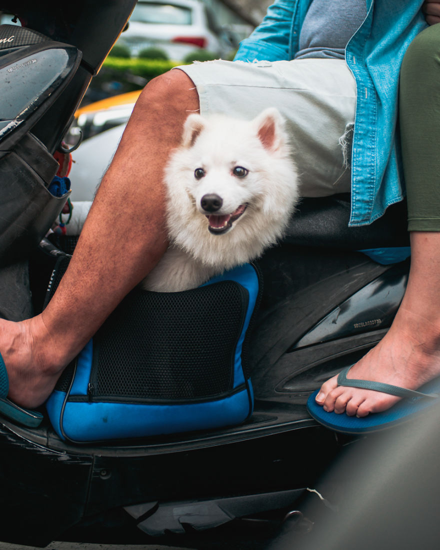 Dogs On Scooters